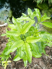 Melicope lunu-ankenda