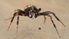 Eriovixia