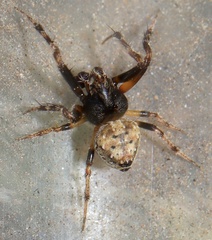 Eriovixia