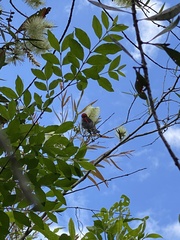Myzomela sanguinolenta