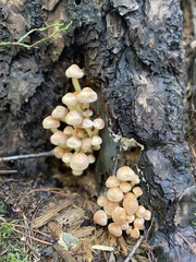 Hypholoma