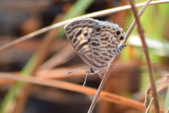 Leptotes plinius