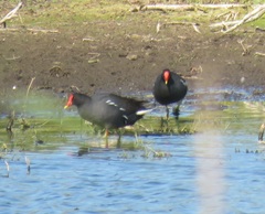 Gallinula chloropus meridionalis