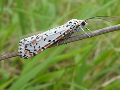 Utetheisa pulchelloides