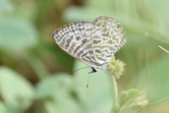 Leptotes plinius