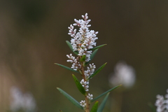 Leucopogon australis