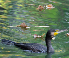 Phalacrocorax carbo