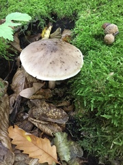 Pluteus cervinus