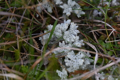 Pulchrocladia retipora