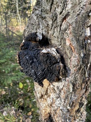 Inonotus obliquus sterilis