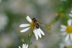 Eristalis