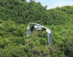Ardea melanocephala