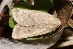Agrochola laevis