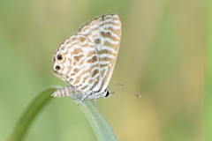 Leptotes plinius