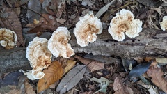Microporus vernicipes