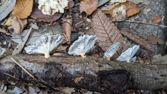 Microporus vernicipes