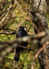 Prosthemadera novaeseelandiae novaeseelandiae