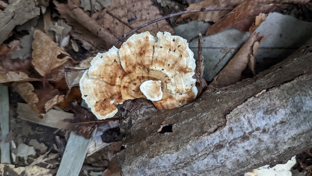 Microporus vernicipes · October 2022 · photo: © atsushi_nakajima_cirque (iNaturalist, cc-by)
