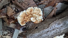 Microporus vernicipes