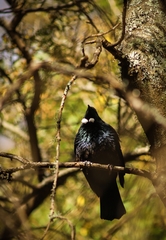 Prosthemadera novaeseelandiae novaeseelandiae