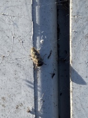 Rhytidodus decimusquartus