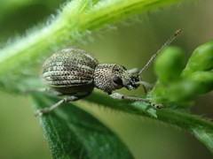 Calomycterus setarius