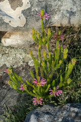 Erica abietina
