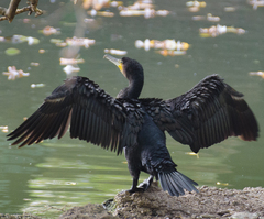 Phalacrocorax carbo