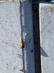 Rhytidodus decimusquartus