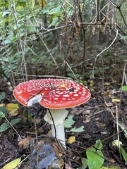 Amanita muscaria