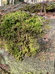 Ptilidium pulcherrimum