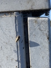 Rhytidodus decimusquartus
