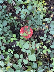 Amanita muscaria