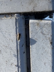 Rhytidodus decimusquartus