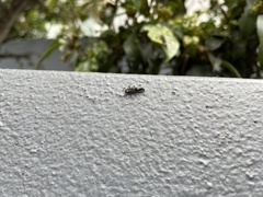 Harmonia testudinaria