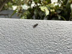 Harmonia testudinaria