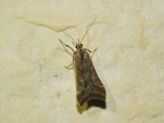 Diasemia monostigma