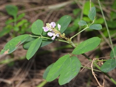 Grona heterocarpos