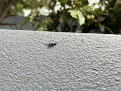 Harmonia testudinaria