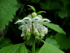 Lamium flexuosum