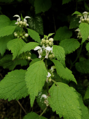 Lamium flexuosum