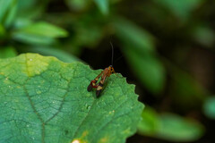 Panorpa japonica