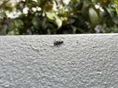 Harmonia testudinaria