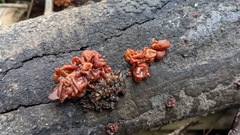 Sirobasidium magnum