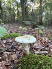 Amanita citrina