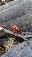 Sirobasidium magnum