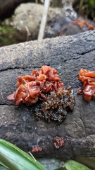 Sirobasidium magnum