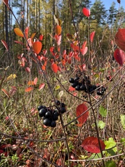 Aronia mitschurinii