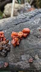 Sirobasidium magnum