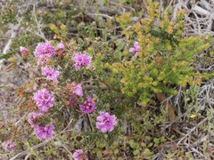 Kunzea recurva
